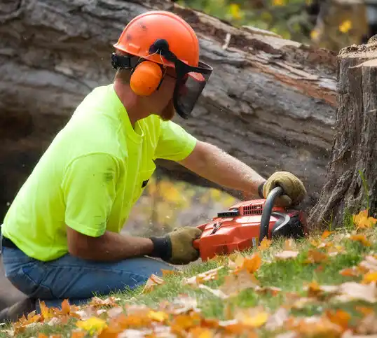 tree services Ellisburg